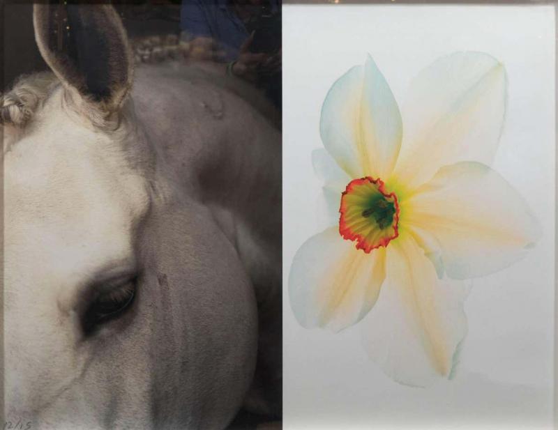 Christopher Makos Paul Solberg Horse Flower Photograph Series