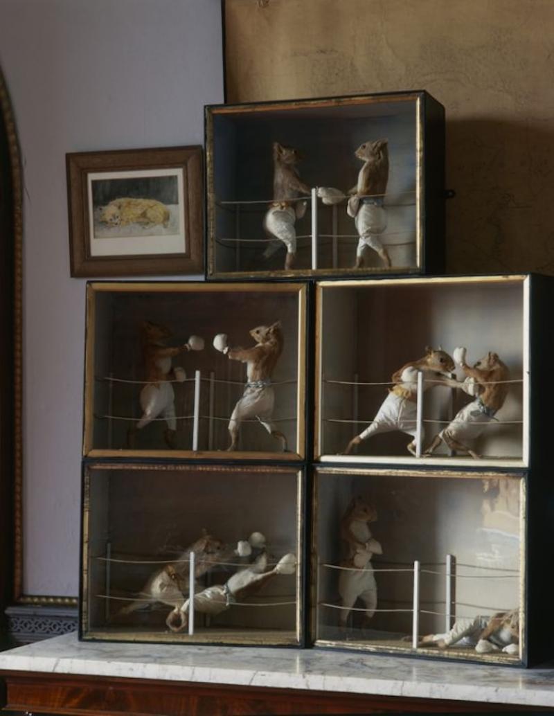 Christopher Simon Sykes Squirrels Boxing Match