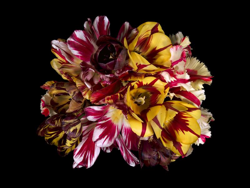 Christos J Palios Broken Tulip Blooms