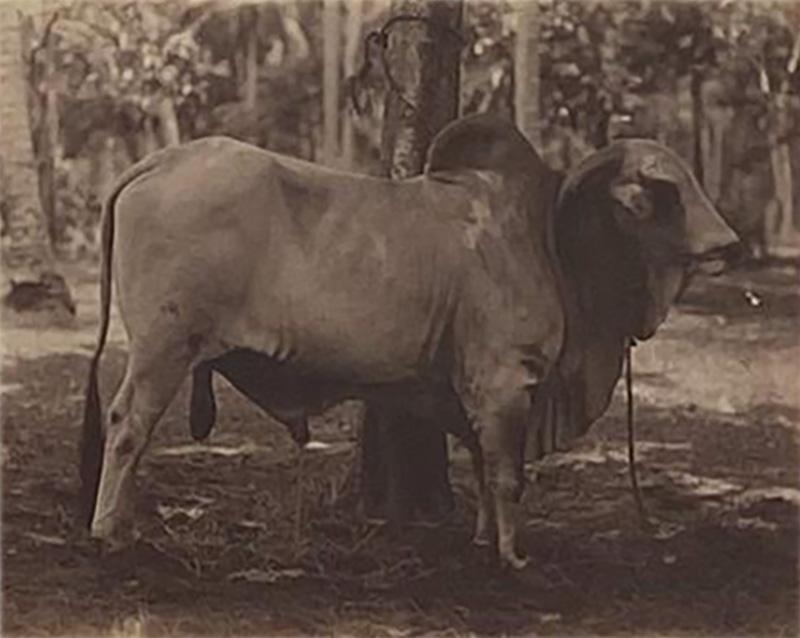 Circa 19th Century Photograph of a Brahma Bull India