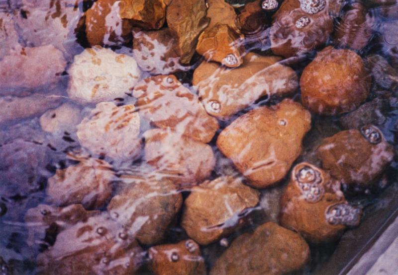 Color Photograph Of A Stream With Rocks