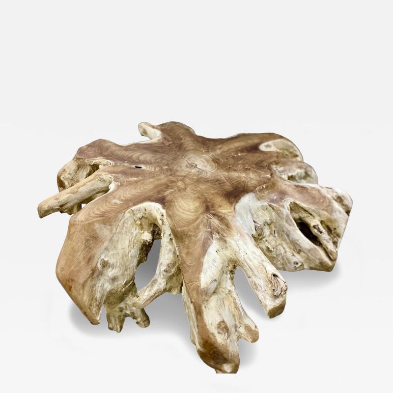 Contemporary Wooden Teak Root Coffee Table Organic Modern IDN 2024