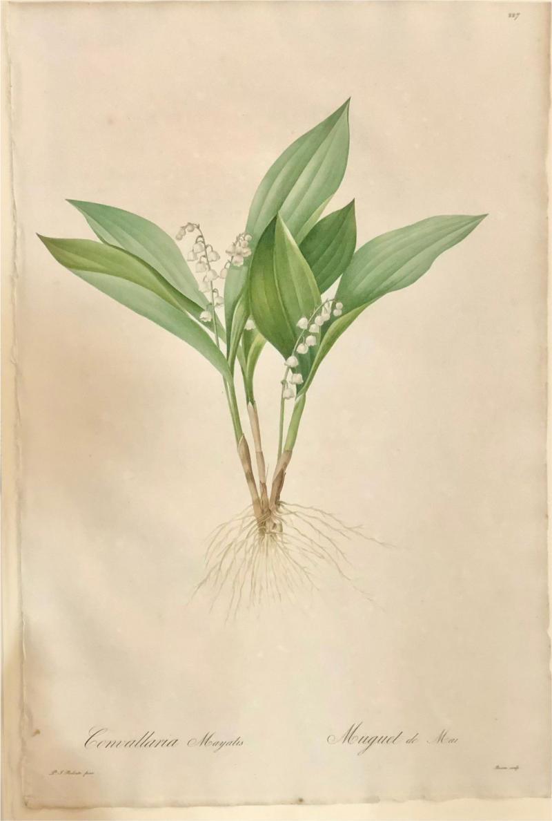 Convallaria Majalis Print Hand Colored Engraving Signed P J Redoute