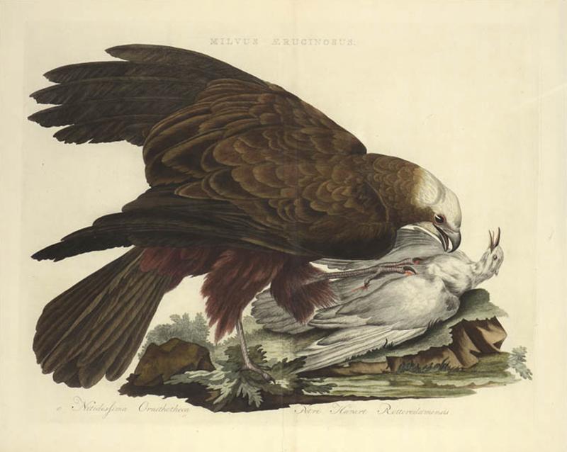 Cornelius Nozeman Double page Bird of Prey MILVI RUGINOSUS from Nederlandsche Vogelen 