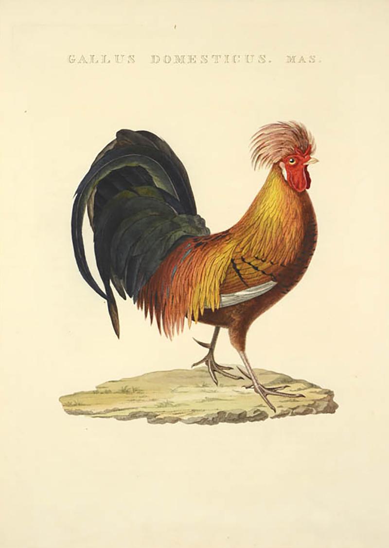 Cornelius Nozeman Pair of Chickens