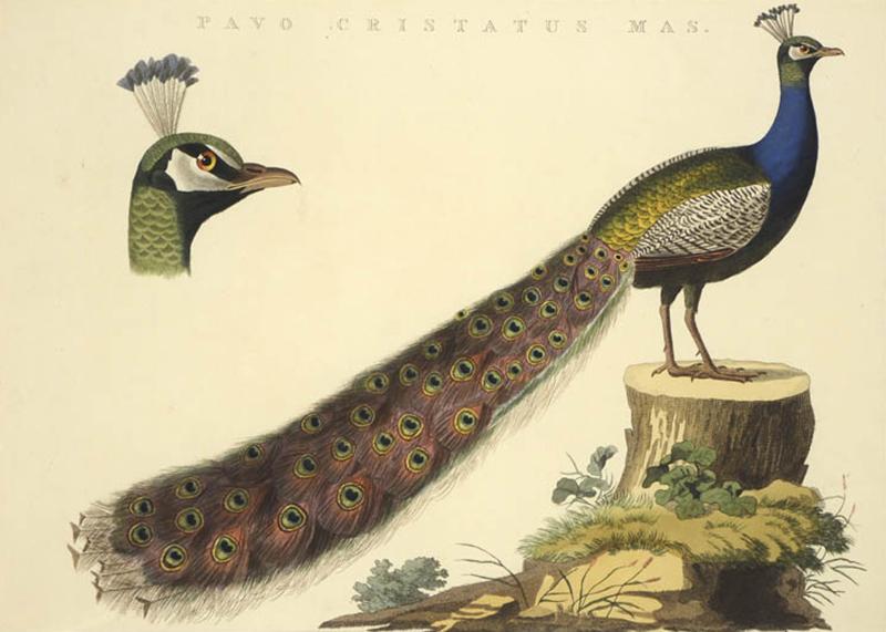 Cornelius Nozeman Peacock PAVO CRISTATUS MAS from Nederlandsche Vogelen 