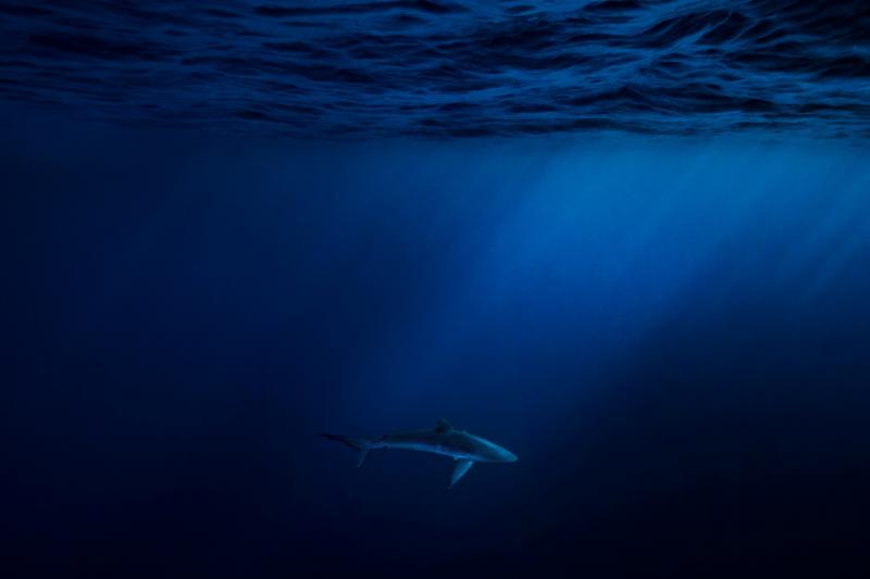 Cristina Mittermeier Azul 6 