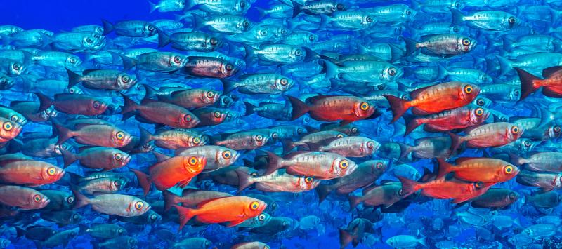 Cristina Mittermeier Big Eyes 6 