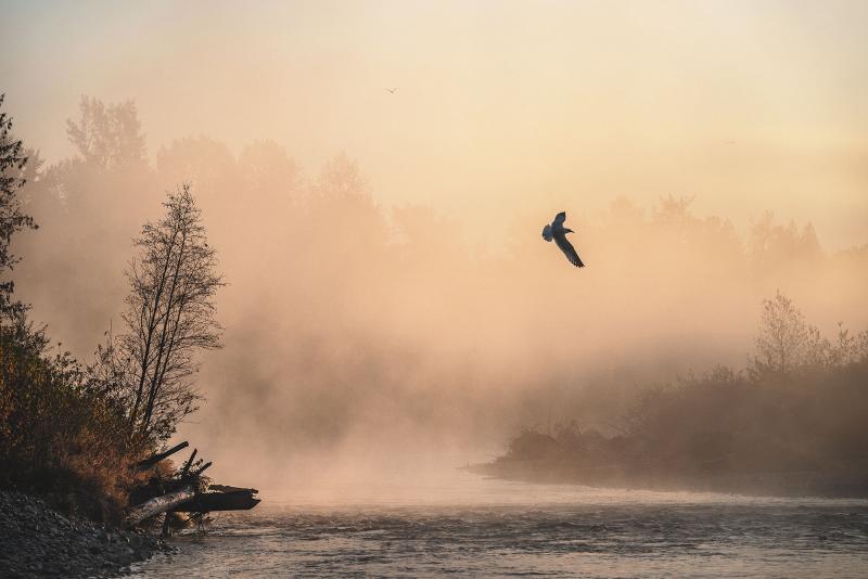 Cristina Mittermeier Flight at Dawn 6 