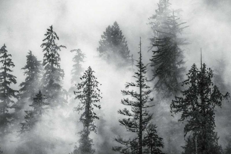Cristina Mittermeier Foggy Trees 2 6 