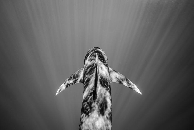 Cristina Mittermeier Into the Light 6 