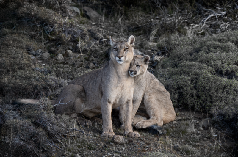 Cristina Mittermeier PS I Love You