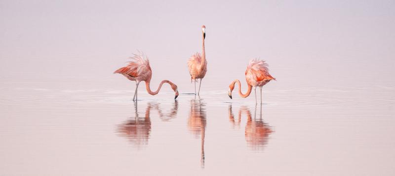 Cristina Mittermeier Pink Dancers 6 