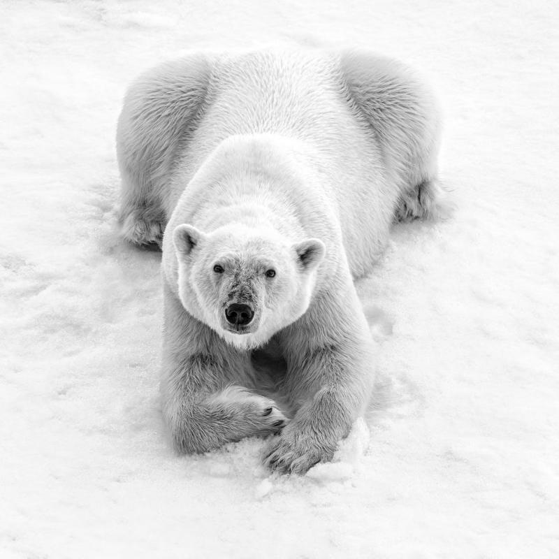 Cristina Mittermeier Polar Master 6 