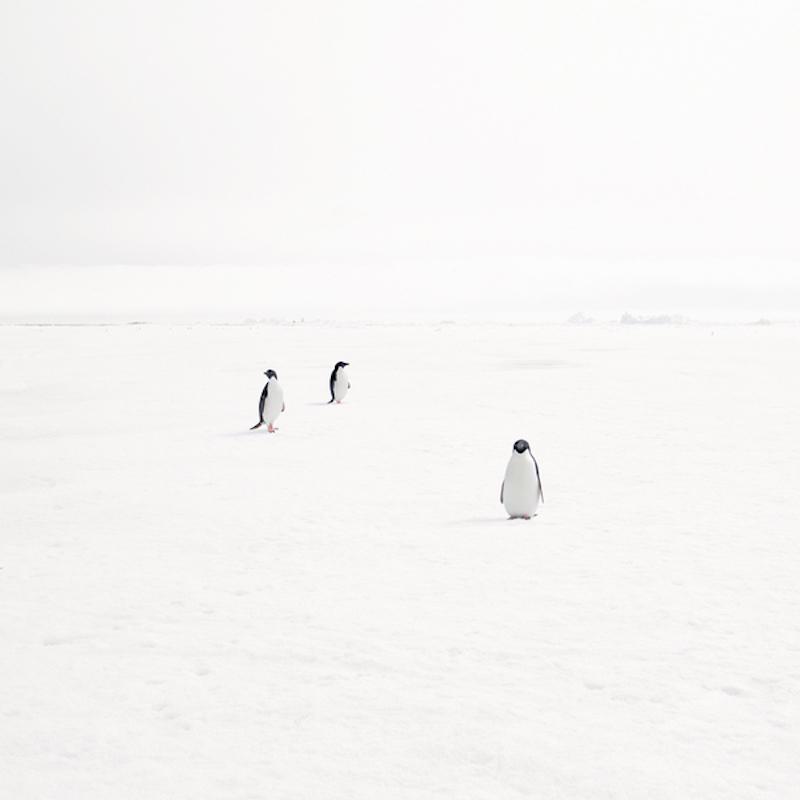 David Burdeny Adeli Penguins on Fast Ice Antarctica