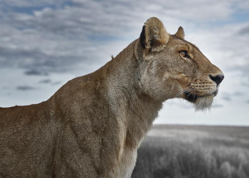 David Burdeny Lioness Profile Serengeti Tanzania