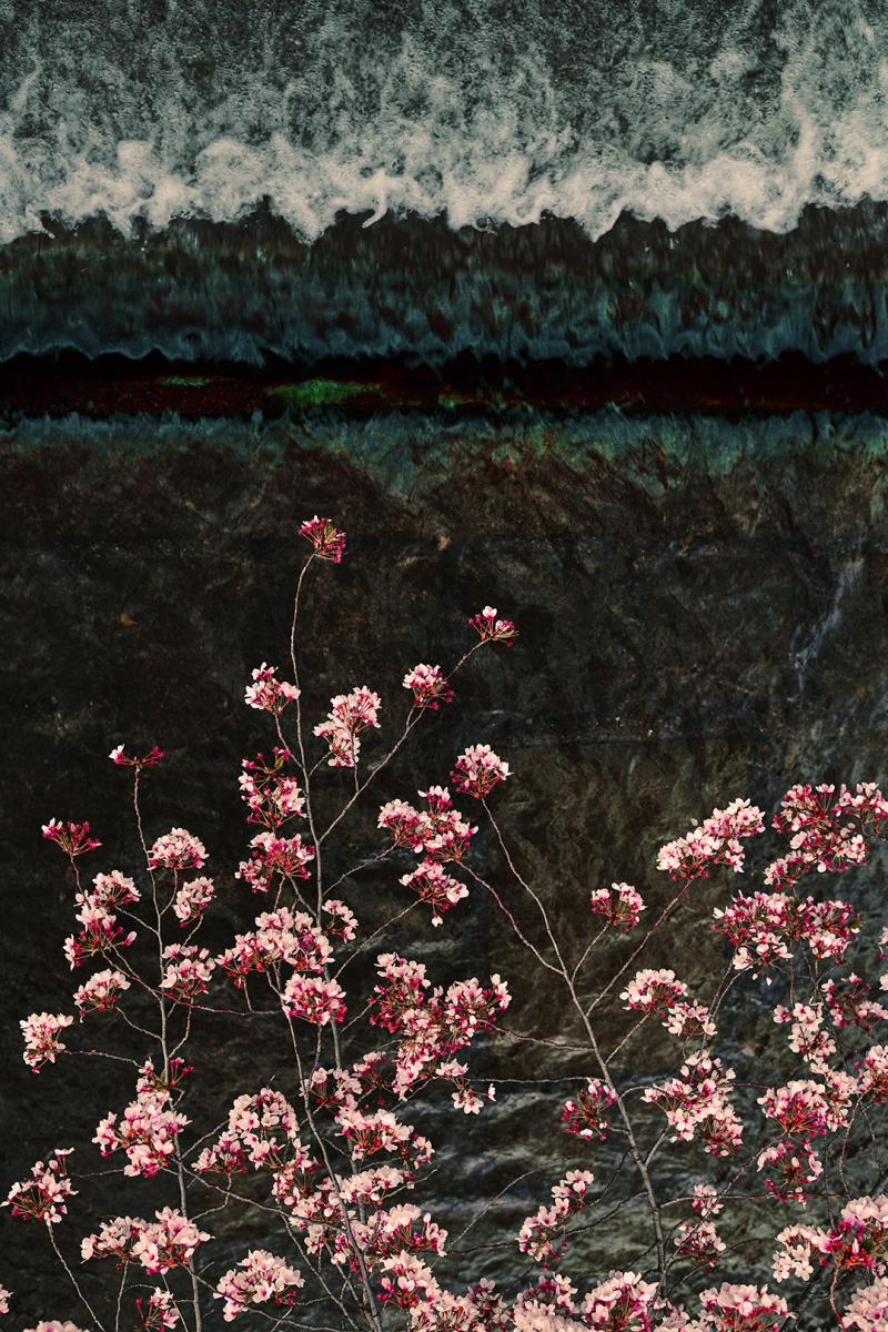 David Burdeny Sakura and stream 