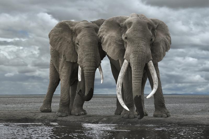 David Burdeny Two Elephants Drinking Amboseli Kenya