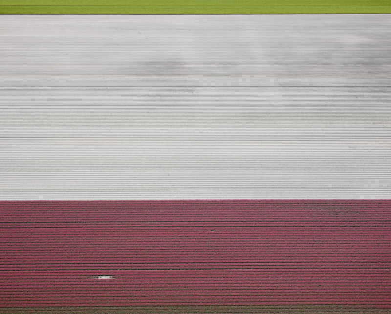 David Burdeny Veld 2 Tulips 05 Noordoostpolder Netherlands