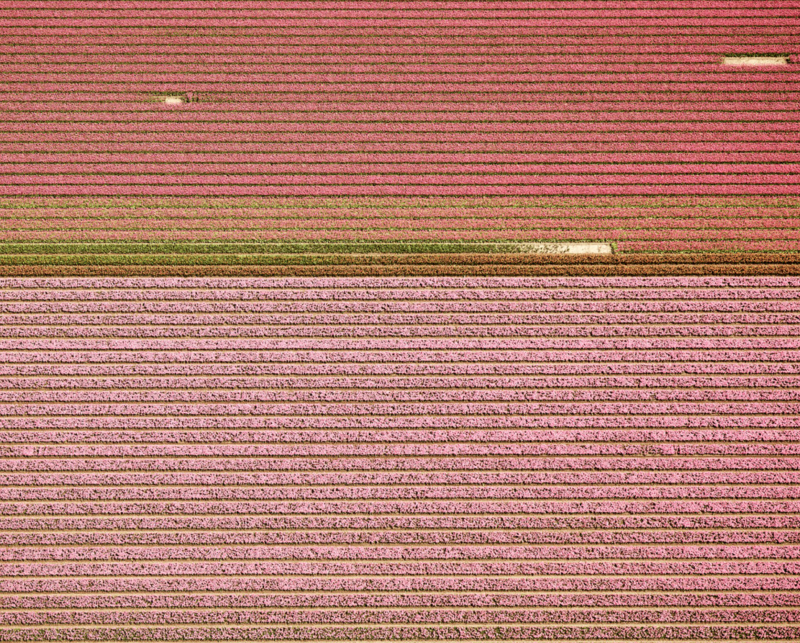 David Burdeny Veld 4 Tulips 04 Noordoostpolder Netherlands