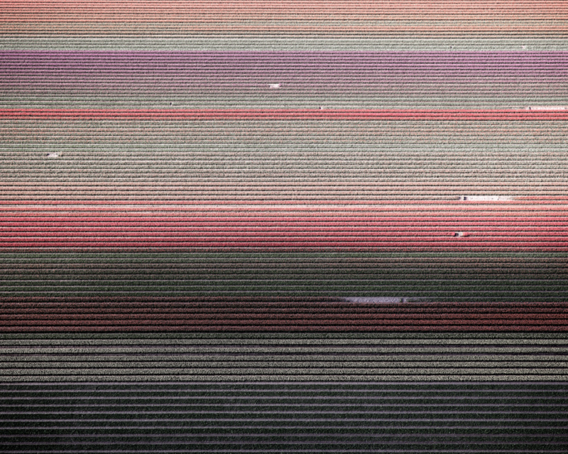 David Burdeny Veld 5 Tulips 01 Noordoostpolder Netherlands