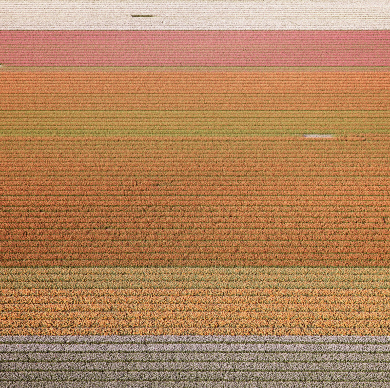 David Burdeny Veld 6 Tulips 03 Noordoostpolder Netherlands