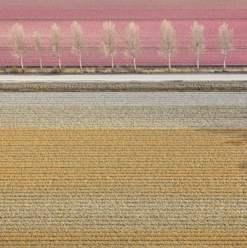 David Burdeny Veld 7 Tulips 02 Noordoostpolder Netherlands