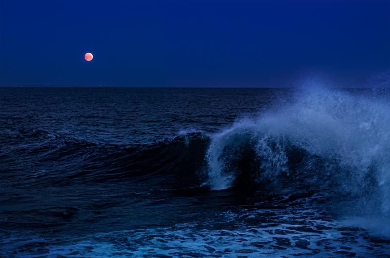 David Drebin Malibu Moonshine