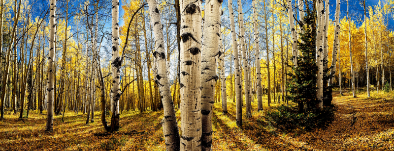 David Glick Crested Butte Aspen 2025