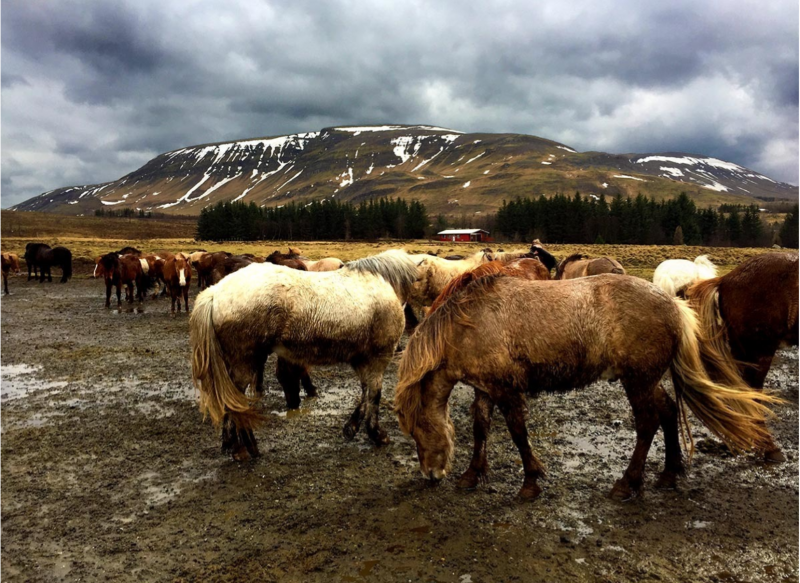 David Glick Iceland