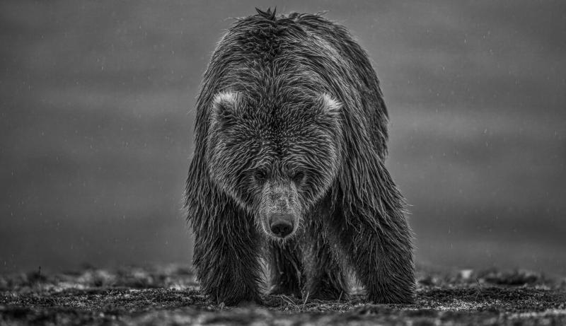 David Yarrow Bearish III 12 