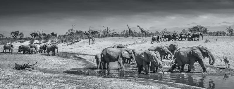 David Yarrow Before Man