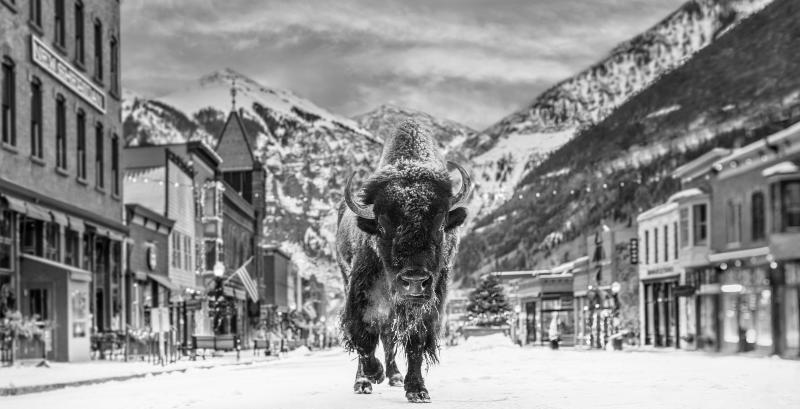 David Yarrow Bison On Main II 9 12 