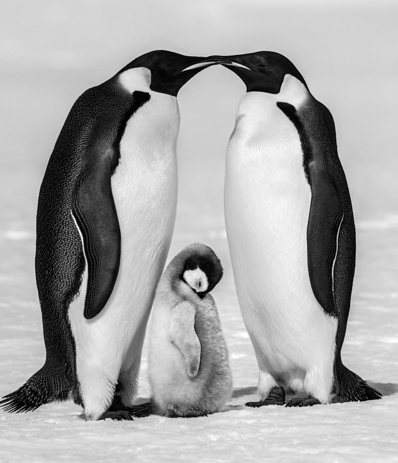 David Yarrow CONTENTMENT II 2025 12 