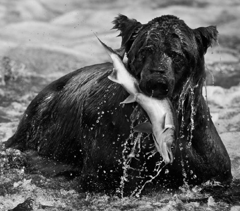 David Yarrow Catch