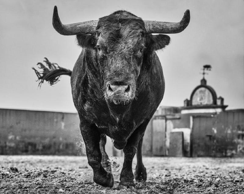 David Yarrow El Toro