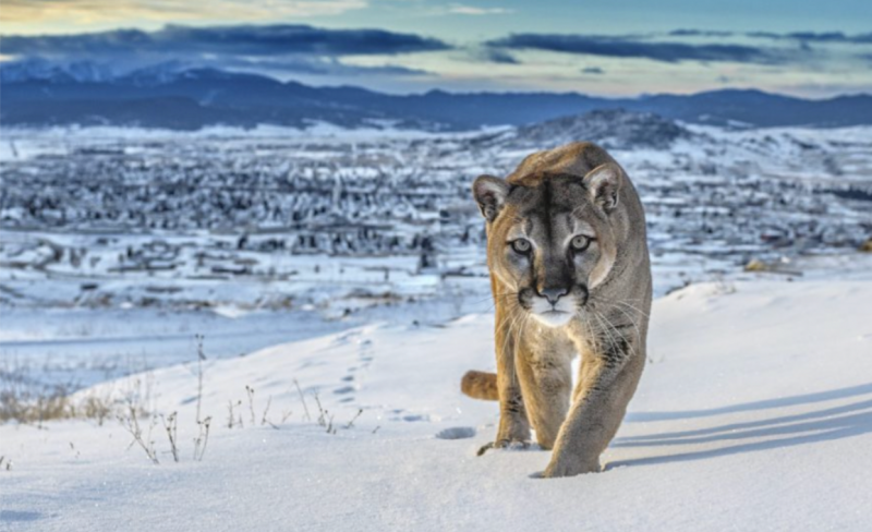 David Yarrow Frontier Town 2020