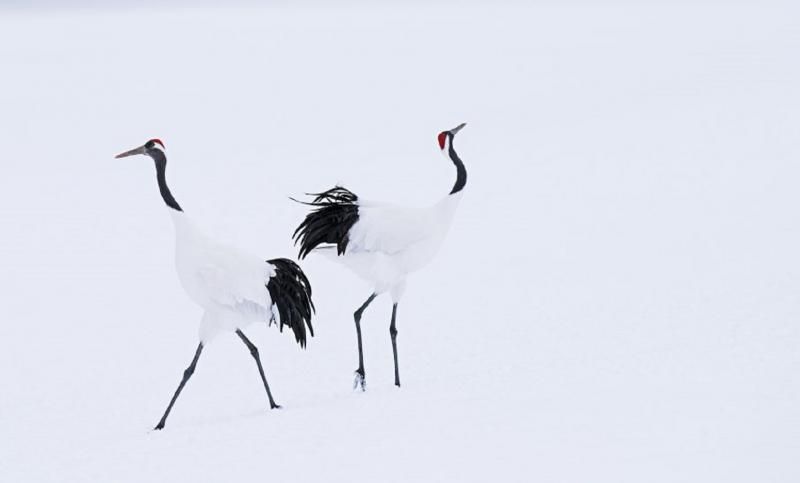 David Yarrow Hokkaido