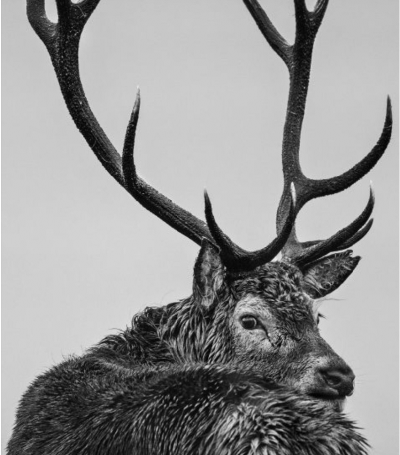David Yarrow Jura 2016