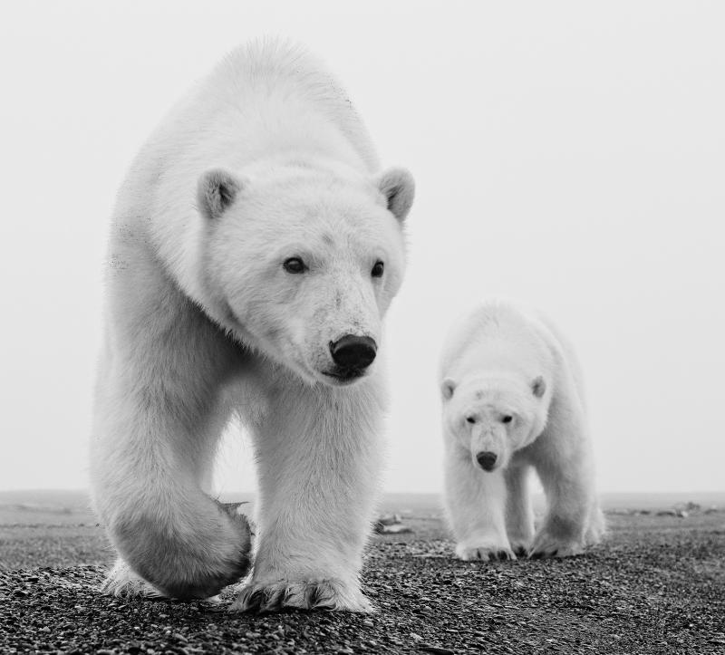 David Yarrow KAKTOVIK 2025 4 12 
