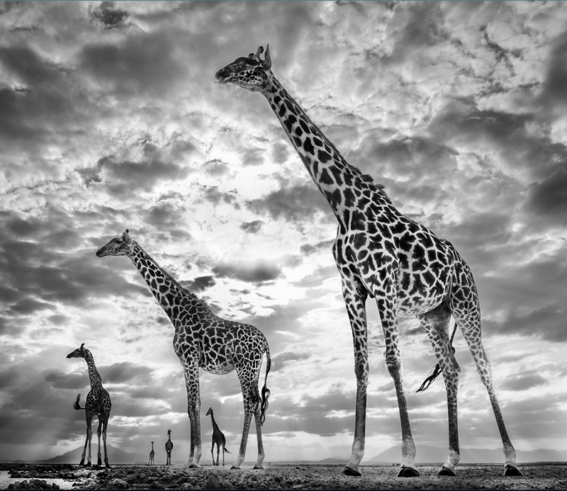 David Yarrow Keeping Up With The Crouches