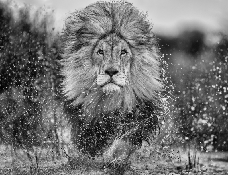 David Yarrow Marshlands African Lion Series 2023