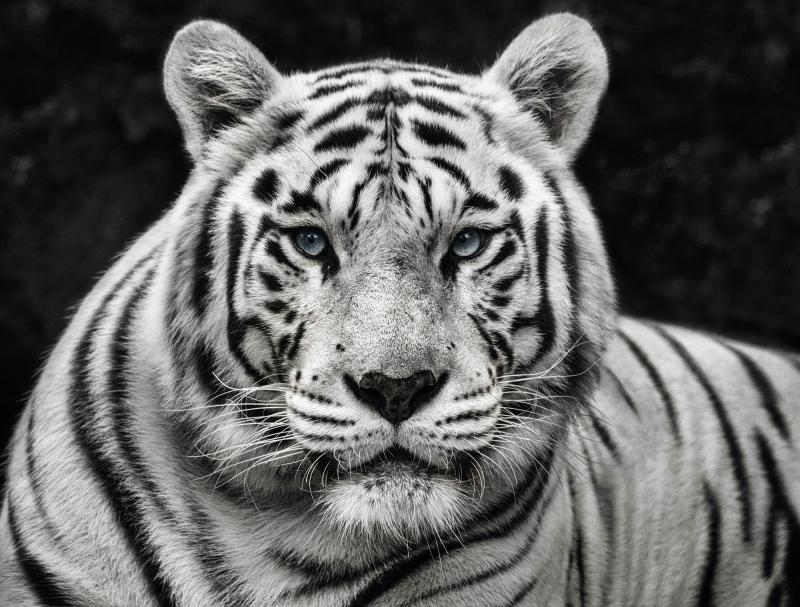 David Yarrow Mohan