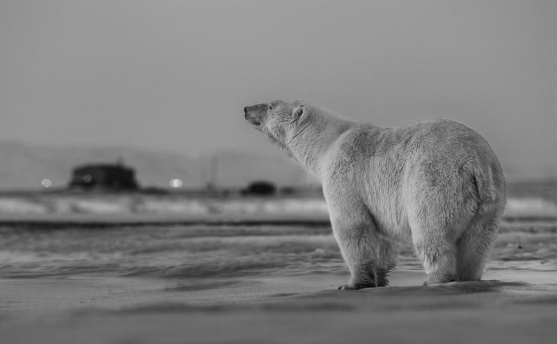 David Yarrow My Place Or Yours 12 