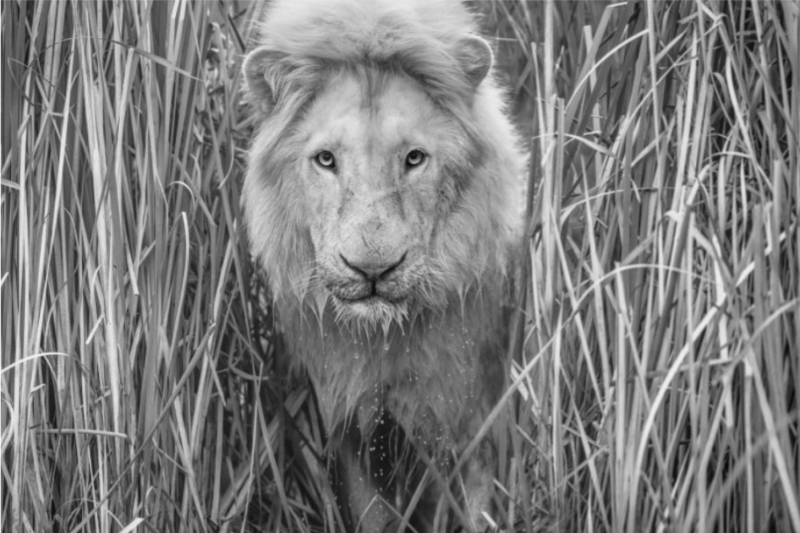 David Yarrow Narnia 2019