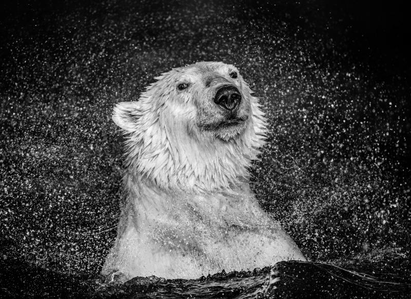 David Yarrow Open Water 12 