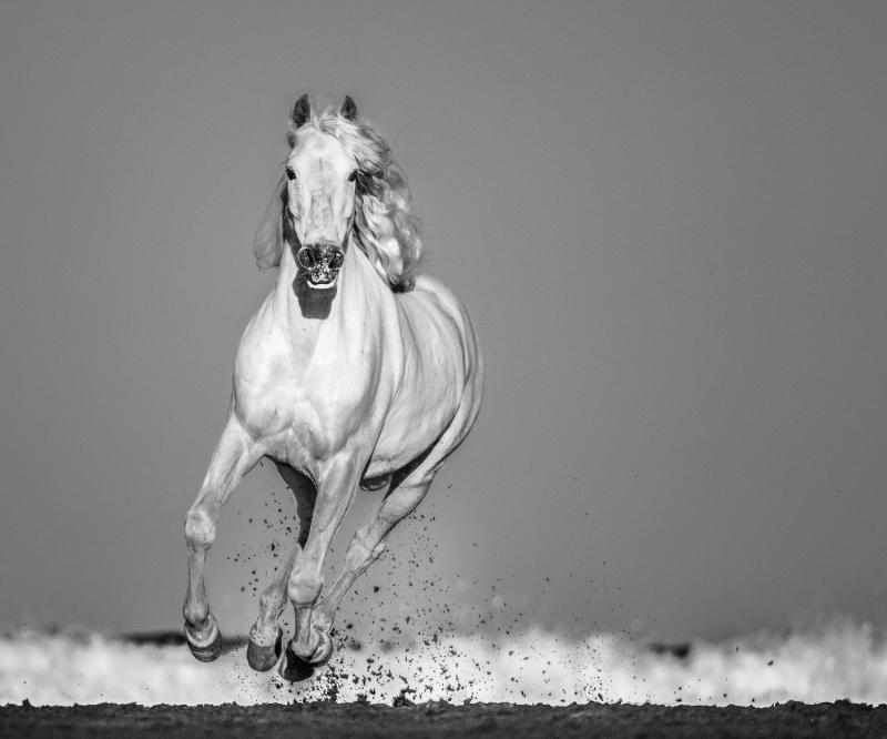 David Yarrow Pegasus