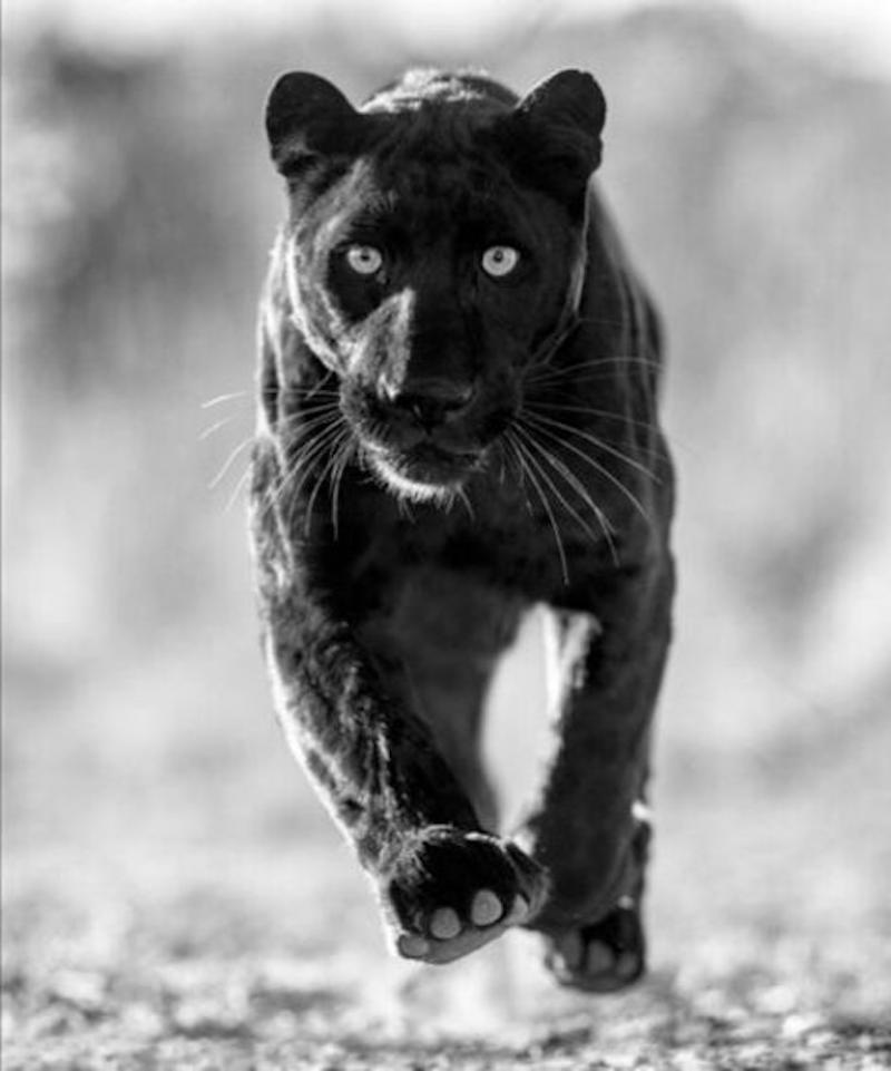 David Yarrow Sex Panther 2023