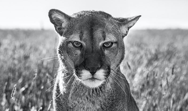 David Yarrow Smokey the Mountain Lion