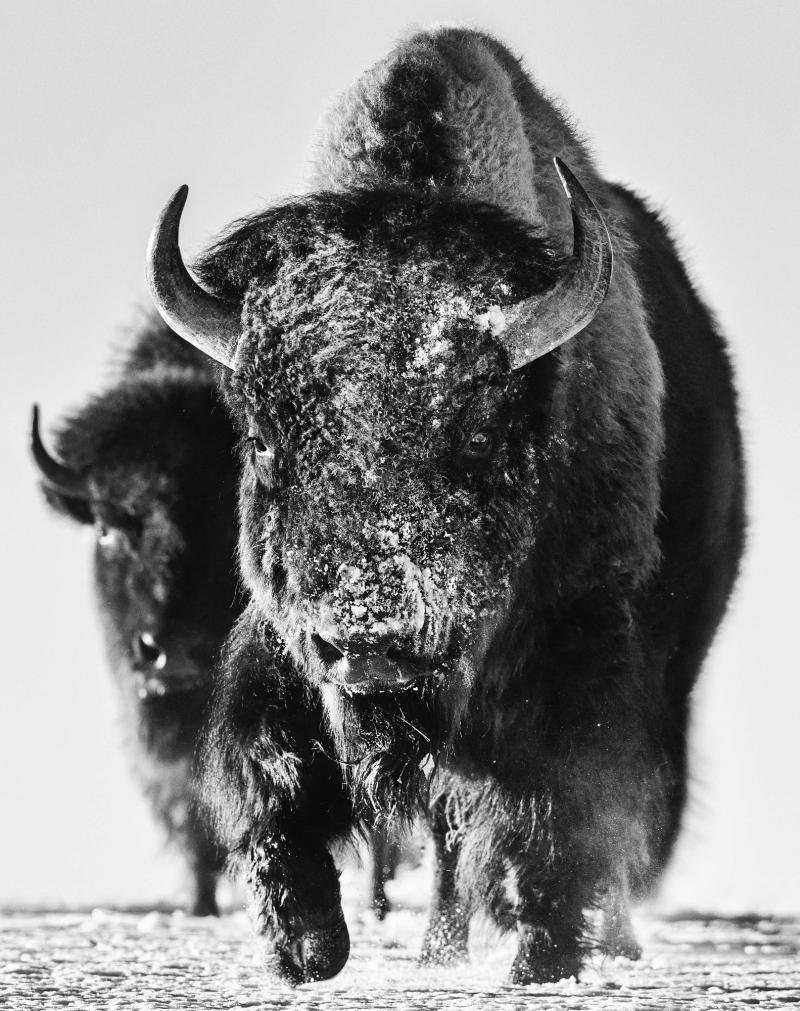 David Yarrow Snow Monster